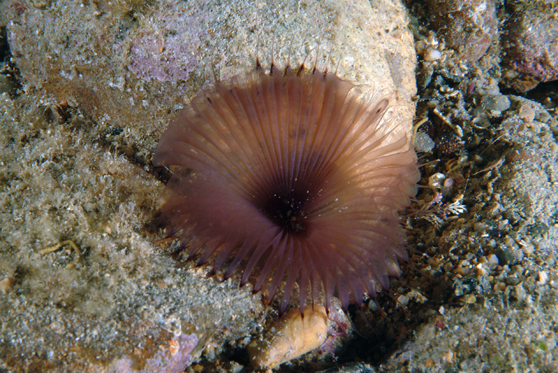 Myxicola infundibulum